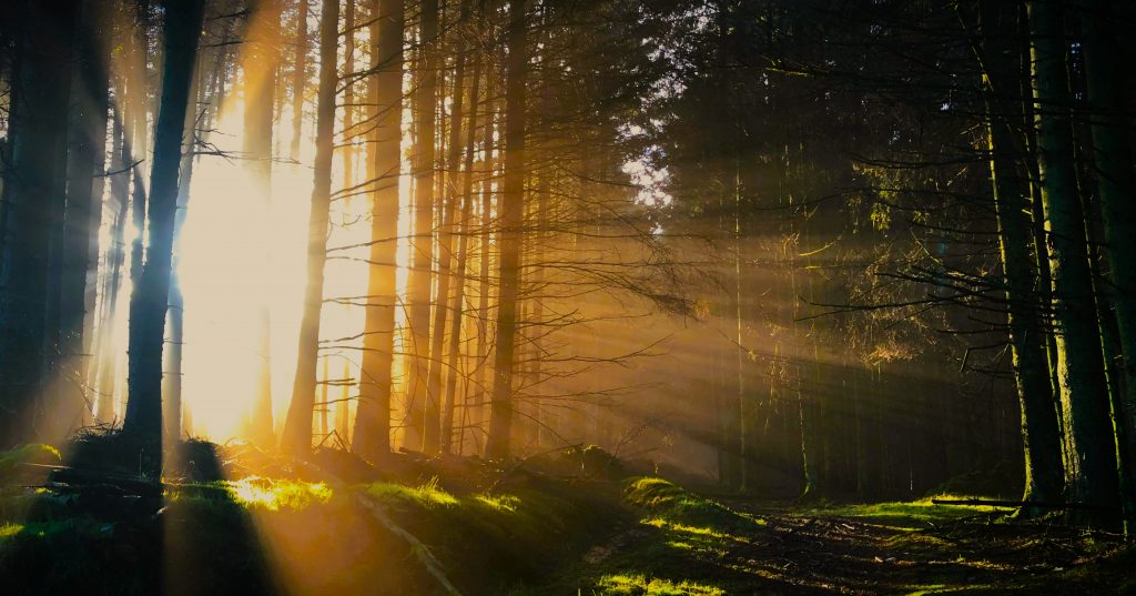 Light through the trees, Ayla Alliance, Richmond, VA, End of Life Doula, Death Doula, Preplanning, Caregiver Support, photo credit: marty finney 